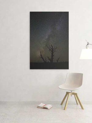 Juniper skeleton beneath the Milky Way