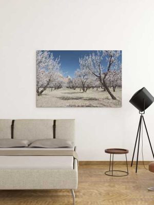 Fruita orchard in bloom