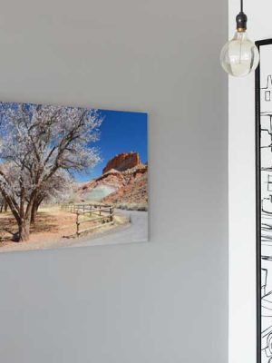 Scenic Drive around Fruita orchard in bloom